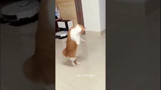 Funny 😂🐈Cat Dance#funny#funnymoments#ytshortsindia#ytshort#anjumanidofficial#cat#dance