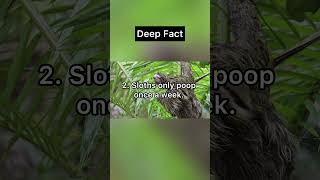 Mind-Blowing Facts That Will Change How You See The World! #facts #shorts