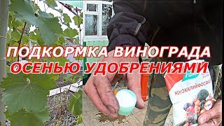 Подкормка винограда осенью удобрениями.Чем подкормить виноград осенью