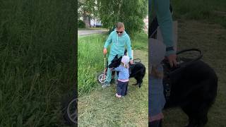 Просто милое видео 🐶 забираем племянницу из детского сада 😎 #собакапроводник #овчарка