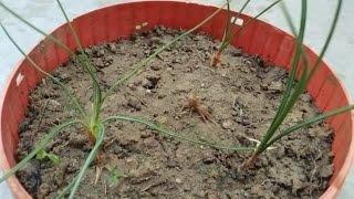 how to grow kesar || how to grow saffron bulb in pot || how to grow kesar at home || with update