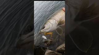 Wild Multi Species Double Up!!! #trout #fishing #utah