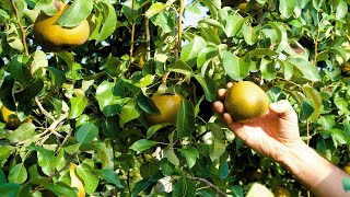 Meet The Maker | French Pears