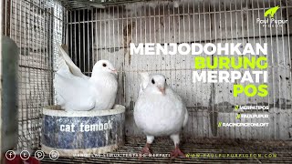 Cara Menjodohkan Merpati Pos Tanpa Ribet