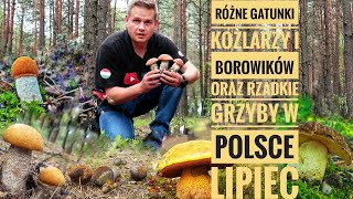 Różne gatunki Kozlarzy i Borowików oraz rzadkie Grzyby w Polsce, Lipiec