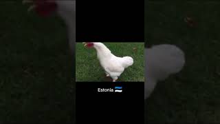 rooster crowing sounds compilation 😂🐓