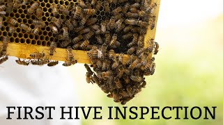 Beekeeping Video #3  - 1 Week Hive Inspection