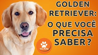 GOLDEN RETRIEVER: O que você precisa saber?