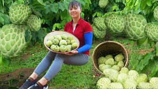 Harvest Custard Apple Fruit Goes to the market sell - Raising pigs, chickens and ducks