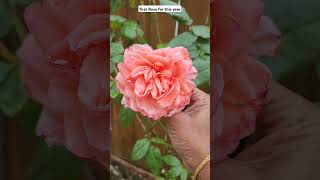 first rose flower in the backyard for this year #rose #plants #garden #shortvideo #shorts #short