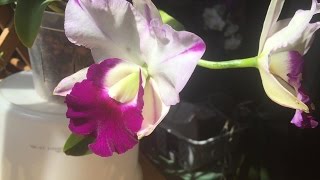 May Orchid Update: Lots Happening!