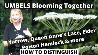 UMBELS: Yarrow, Elder & Queen Anne's Lace VS. Poison Hemlock & More - HOW TO DISTINGUISH