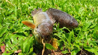 Best Hand Fishing | Unbelievable Fishing by Hand After rain | climbing perch | Rainy Season Fishing