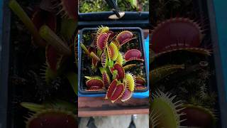 Feeding 9 Venus Flytraps in 60 seconds