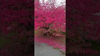 #beautiful #pink #tree #autumnfoliage