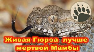 Живая Гюрза лучше мертвой Мамбы ...bogomaz05