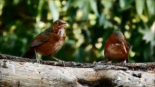 rusty cheeked scimitar babbler