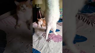 Viral Cat Video 😍 #gigachadtheme #phonk #mrolympia #music #cat #shortsviral