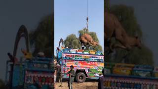 Camels loading video amazing #camel #animals #youtubeshorts #youtubevideos #shorts