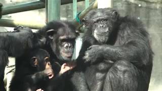 서울대공원 아기 침팬지 '아자' ( 12 Months  Old Chimp 'AJA' )