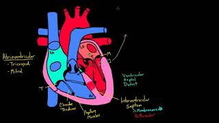 Layers of the heart _ Human anatomy and physiology _ Health & Medicine