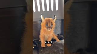 Baby Caracall Called Kitten #caracal #kitten #animals #cute