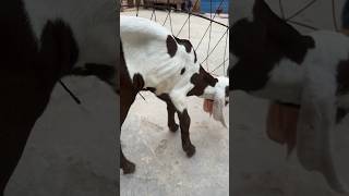 #goatbaby #enjoyment #ytshorts #viral #shortsvideo2024