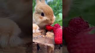 An Unpopular Opinion About A rabbit eats a piece of watermelon #shorts #viral