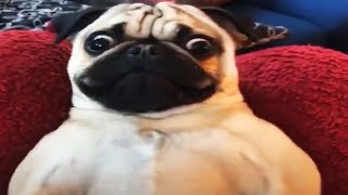 Funniest Dogs OF ALL TIME 😂🐾 [Funny Pets]