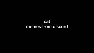 cat memes from discord #shorts #ytshorts #memes #cat #funny #discord