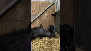 “I’m tired but I love you ❤️” horse Best Animals compilation 2021| #shorts | Top Viral Animal Videos