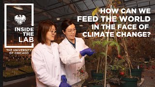 He Lab: Feeding the world in the face of climate change—Inside the Lab at the University of Chicago