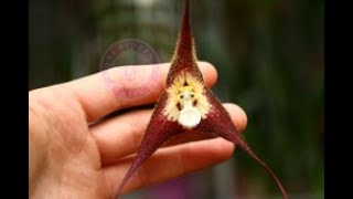 Dracula tubeana, inquitante 'orchidea scimmia'delle Ande dell'Ecuador