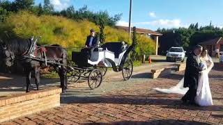 ALQUILER DE CARRUAJES Y CABALLOS PARA BODAS, XV AÑOS Y MAS EVENTOS