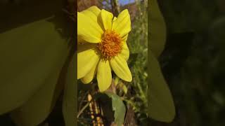 Breathtaking Yellow Dahlia Flower in Full Bloom