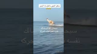 #funny wonderful Camel running on the beach #makkah #doudys_vlogs