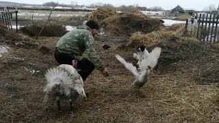 к БАБУЛЕ с ГОСТИНЦЕМ! ХОЗЯЙСТВО БАБУЛИ! ОТНЁС МУСКУСНОГО СЕЛЕЗНЯ!