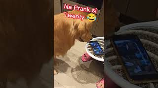 Na Prank si twenty 😂 #shorts #viral #doglover