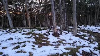 SNOW |SNOW -MOUNT MATLOCK |VICTORIA |AUSTRALIA | BEAUTIFUL PLACE