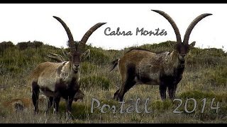 Cabra Montés (Capra Pyrenaica) en Portell