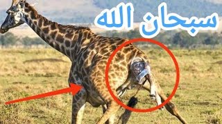 هكذا بتولد انثي الزرافه وبعد الحيوانات هتطصدم بعد مشاهدة الفيديو #shorts #animals #lio