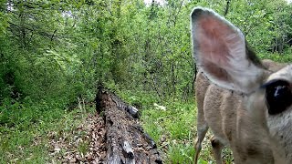 Double the fun, double the shenanigans! Videos from the internet, compared to our backyard #trailcam