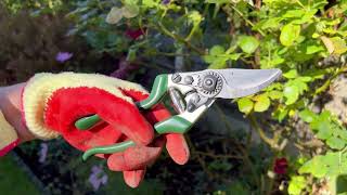 Left Handed secateurs from the Kew Gardens Collection