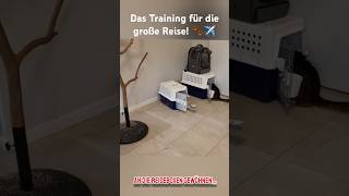 Das Training für die große Reise! 🐾✈️ #auswandern #travelwithpets #reisenmittieren #petstravelplain