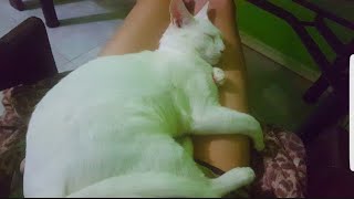 Cute Cat🐈 Sleeping on My Lap🐹