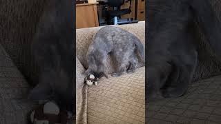 Cute Kitty Plays With Monkey Toy