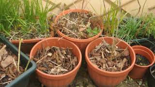 Patio Garden 16th March 2021