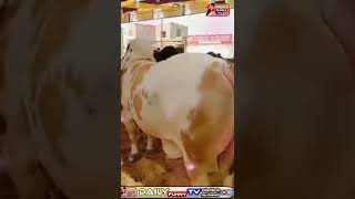 Qurbani Ka Janwar/Cow Lover