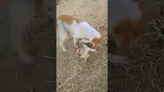 cute dog funny video 🤩 dog ki ladai #shortvideo #viralvideo #viralshort #trending