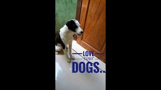 Capturing dog's  moment #shorts #doglover #touching #cute